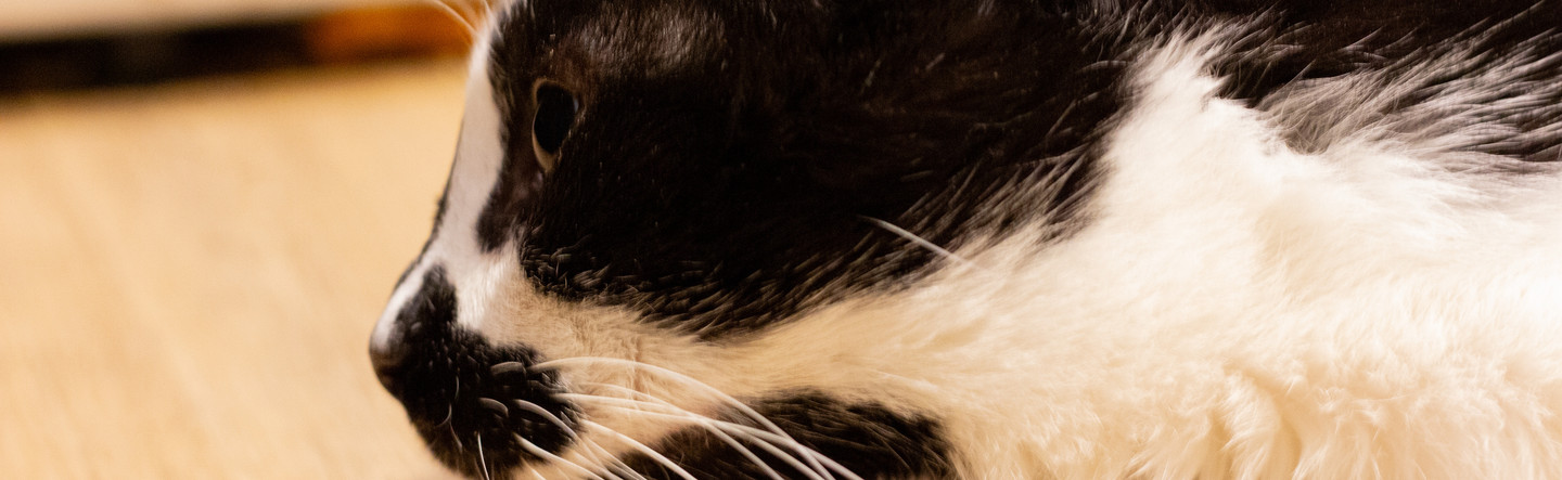 FurcoNZ Camp 2025: Registration Opens Soon