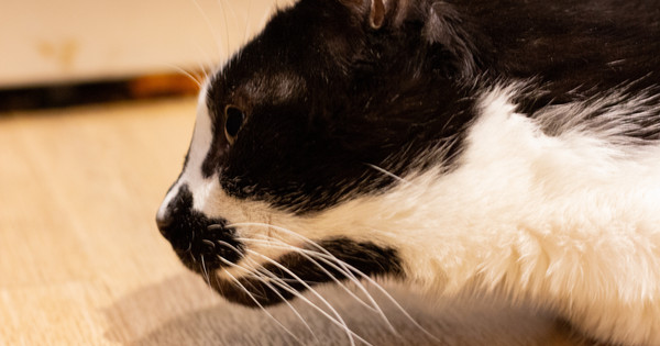 FurcoNZ Camp 2025: Registration Opens Soon